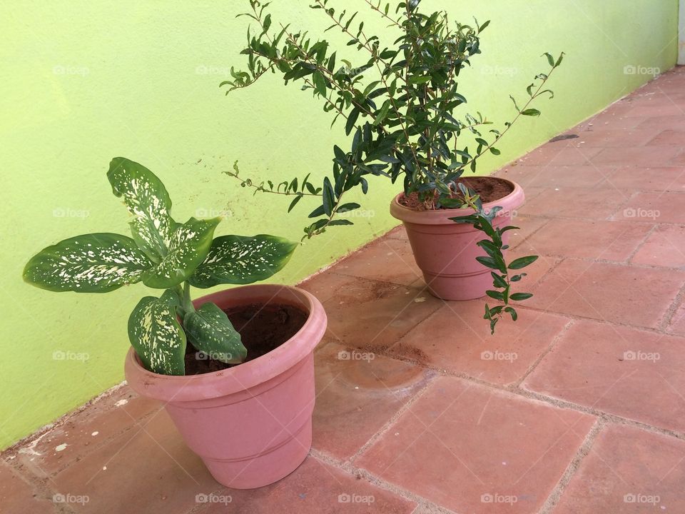 house plants in a pot
