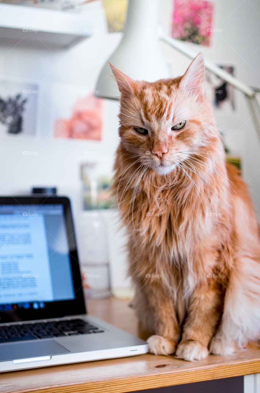 My cat watching me seriously while I'm doing my homework.