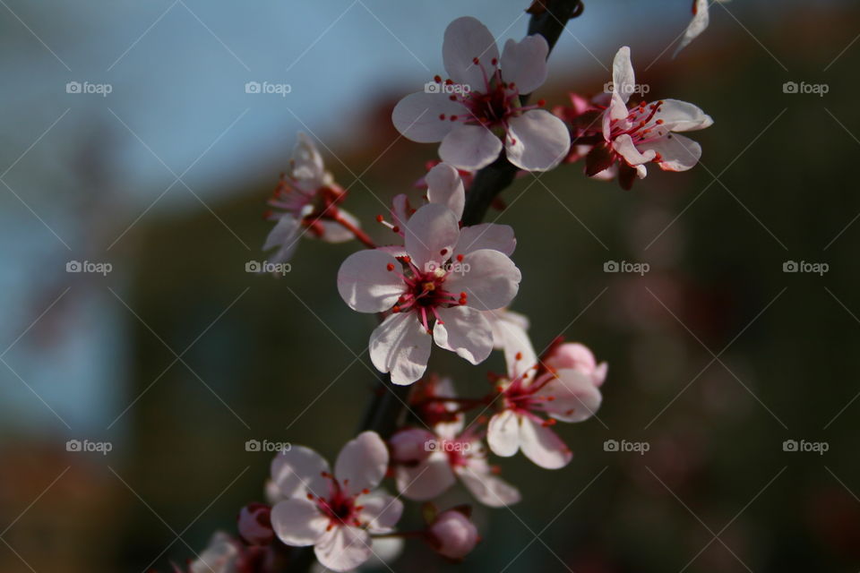 A Tree in Spring 