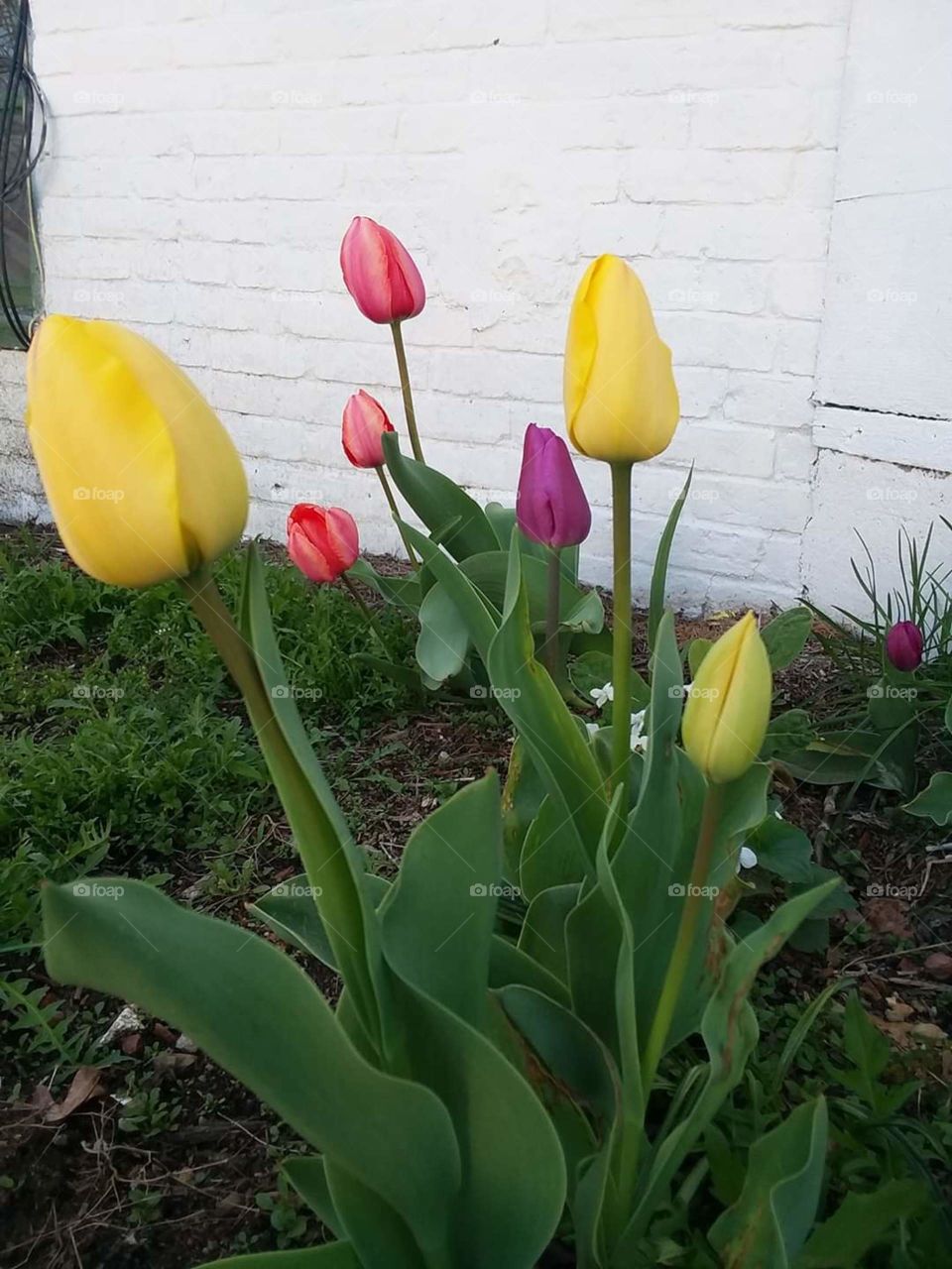 tulips in springtime