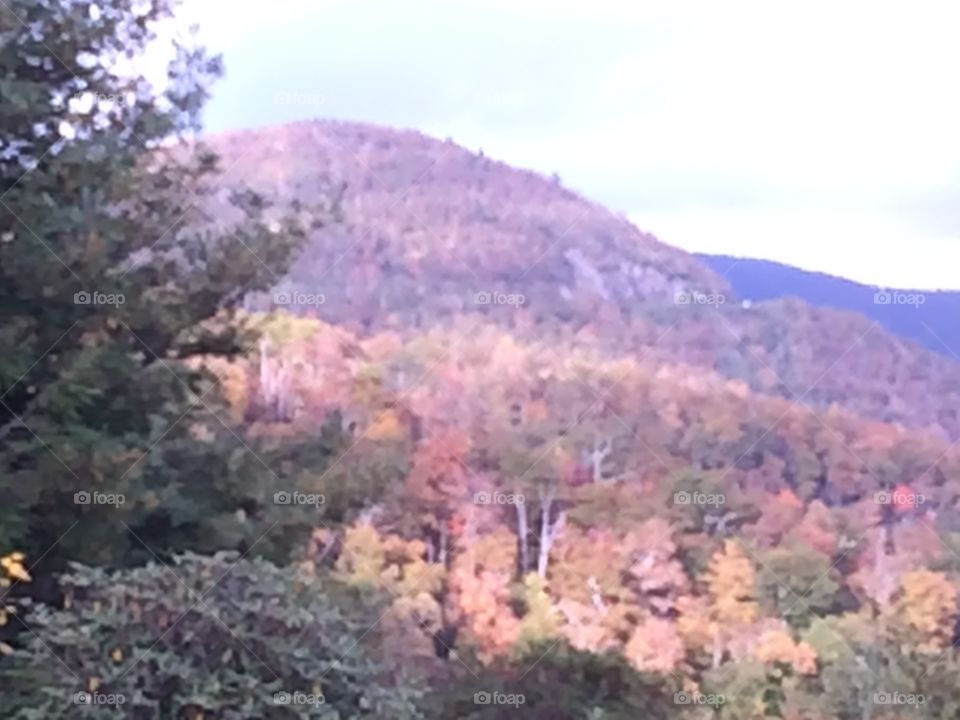 Tree, Landscape, Mountain, Nature, No Person