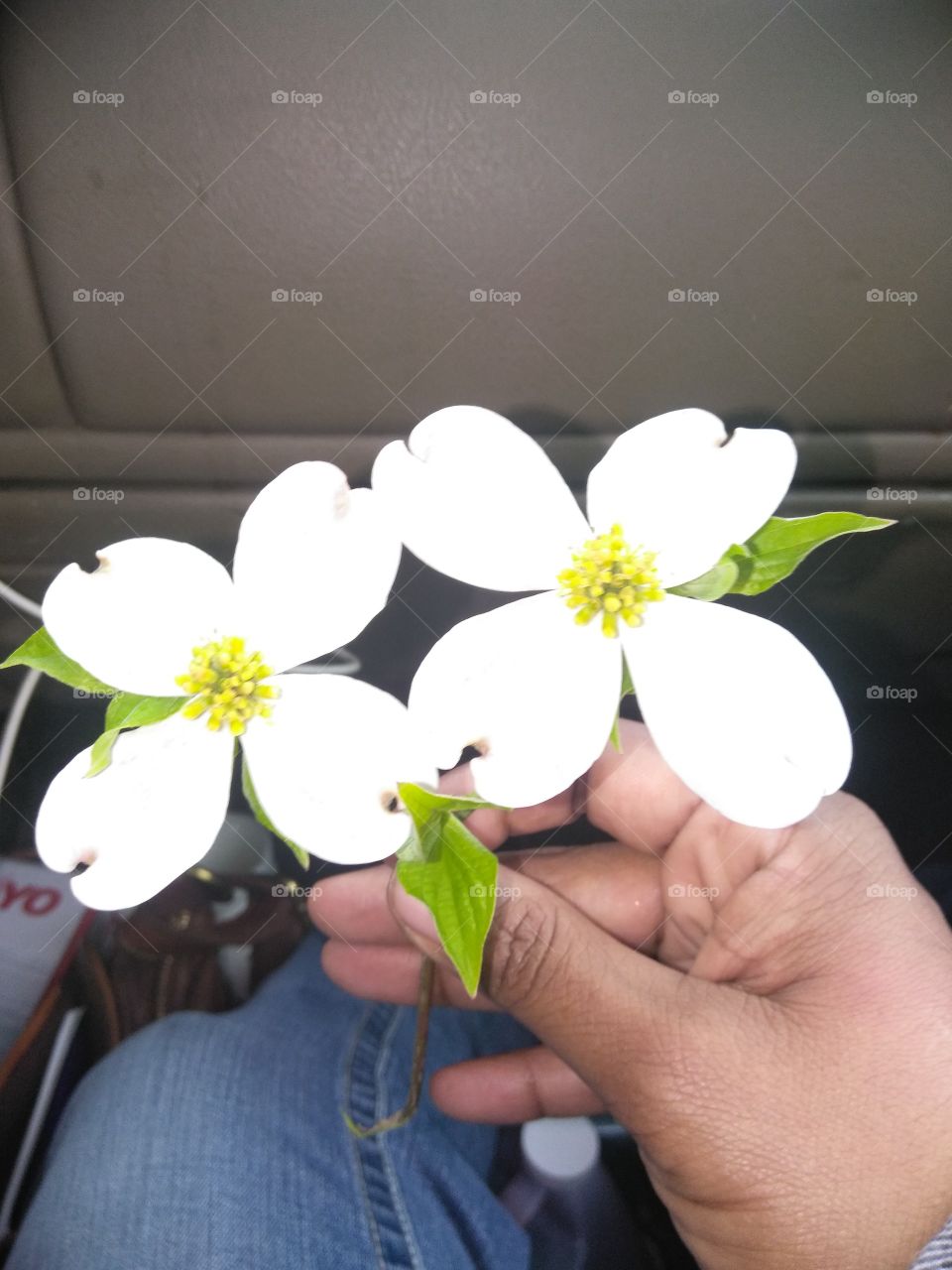 he pulled over and picked these beautiful wild flowers