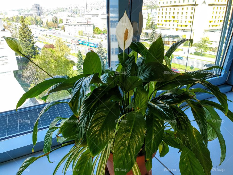 Spathiphyllum