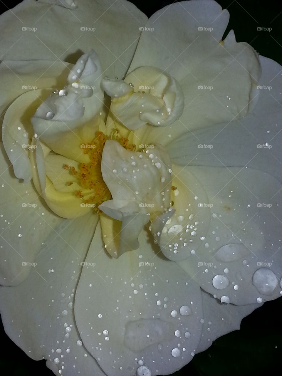 yellow rose after the rain