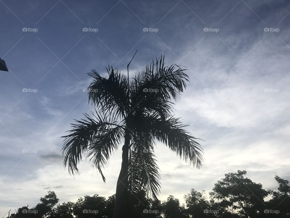 Lone palm