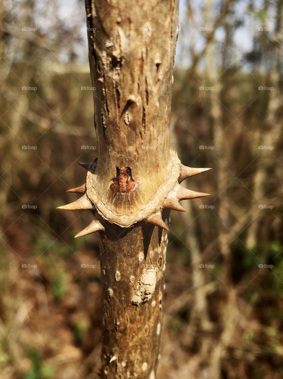 Macro of Devil’s Walkingstick or Hercules’ Club along a trail at Yates Mill Park in Raleigh North Carolina, Triangle area, Wake County. 