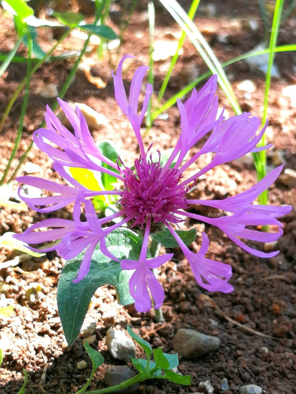 Wild flower