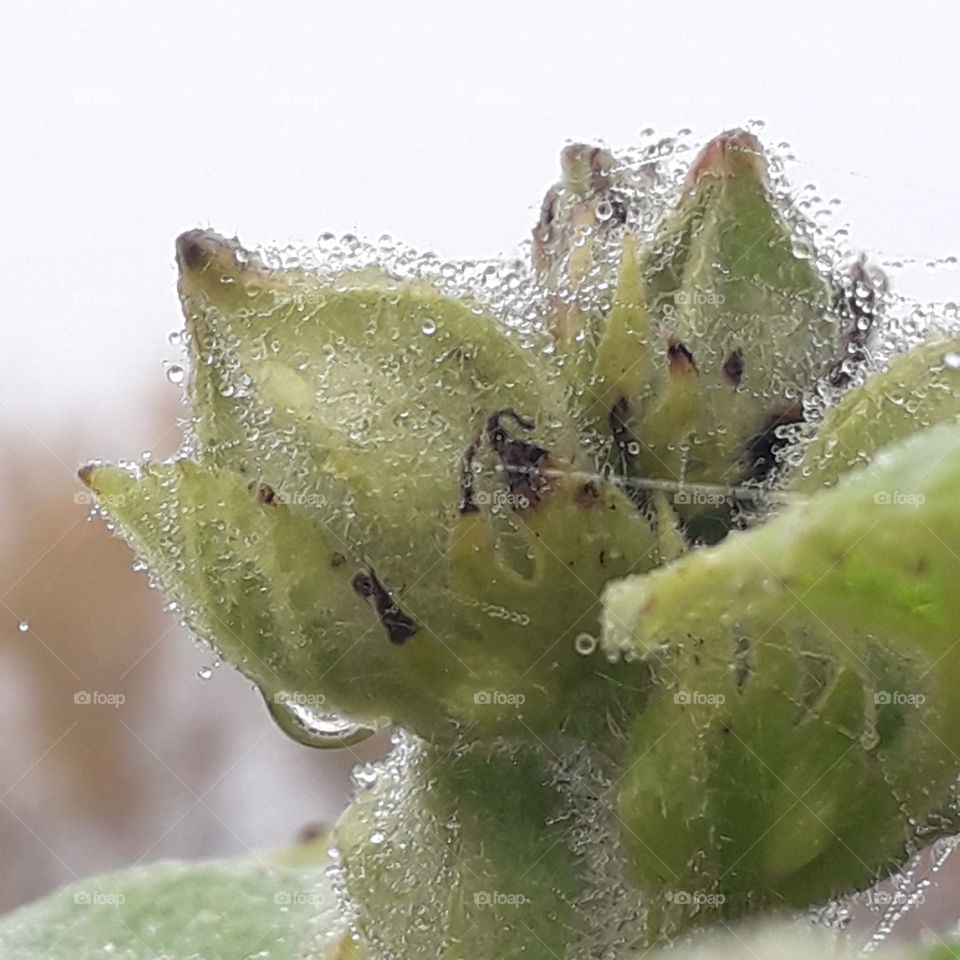 close-up  of mallow flower buds and cobweb covered with drops of dew