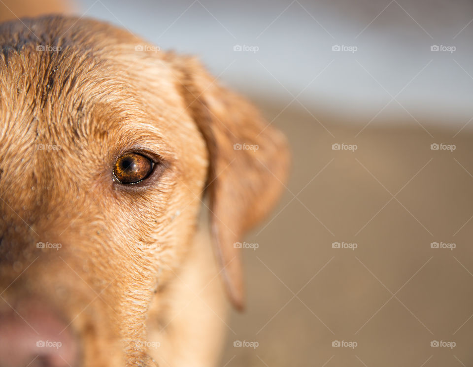 A close up portrait of a Labrador retriever dog looking at the camera with focus on its clear brown eye with copy space