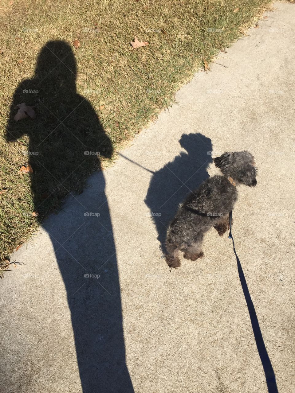 Shadows of me and my  small dog walking on fall day on the sidewalk.