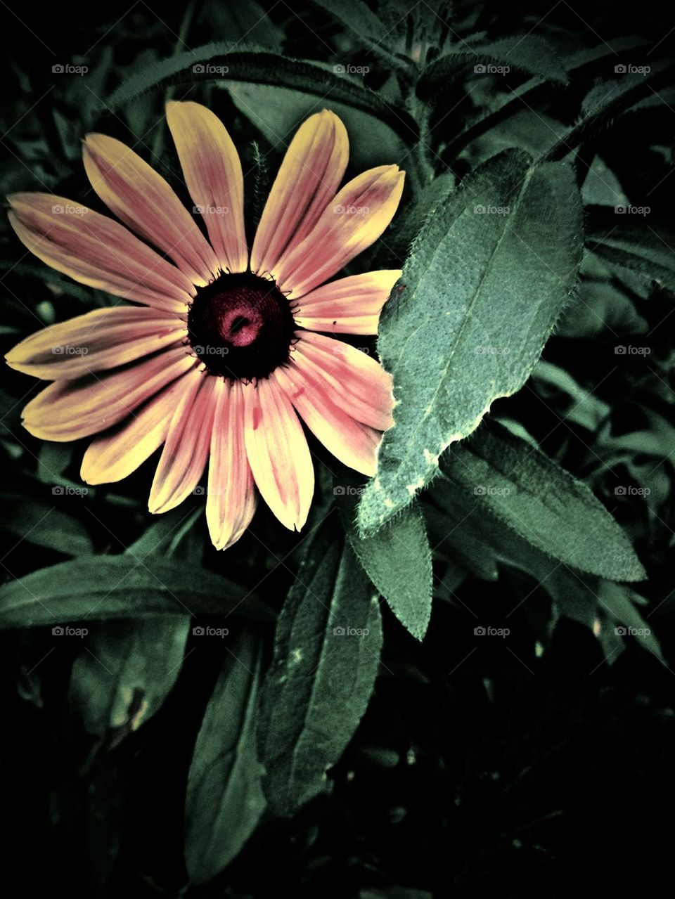 Brown eyed Susan 