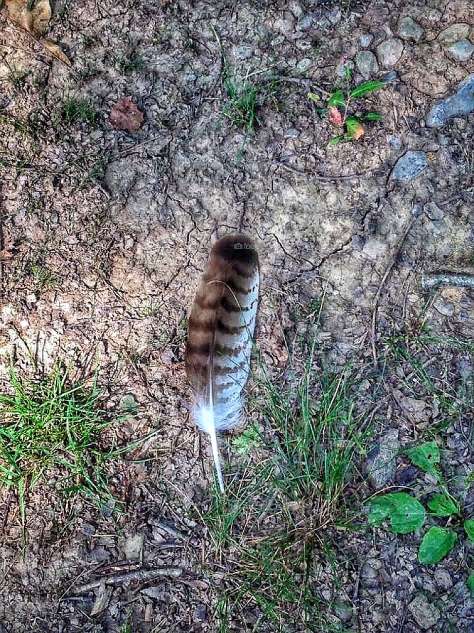 Hawk feather on my walk 