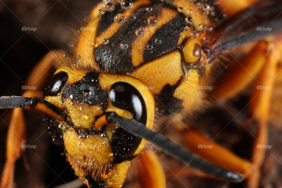 Yellowjacket Wasp. This is an extreme macro photograph of a Yellow Jacket Wasp.