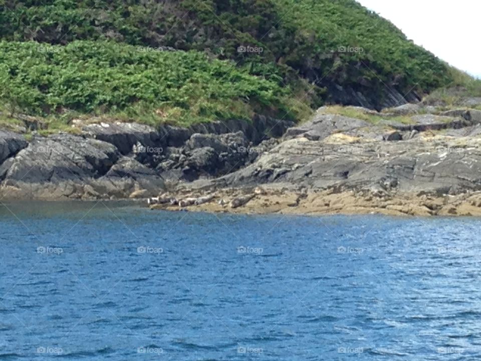 Seals on the rocks