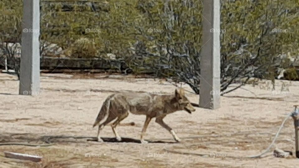 coyote on the move
