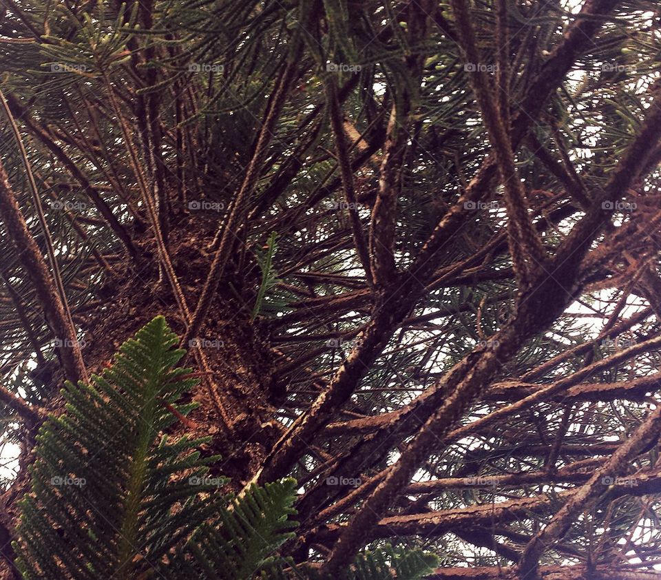 conifers