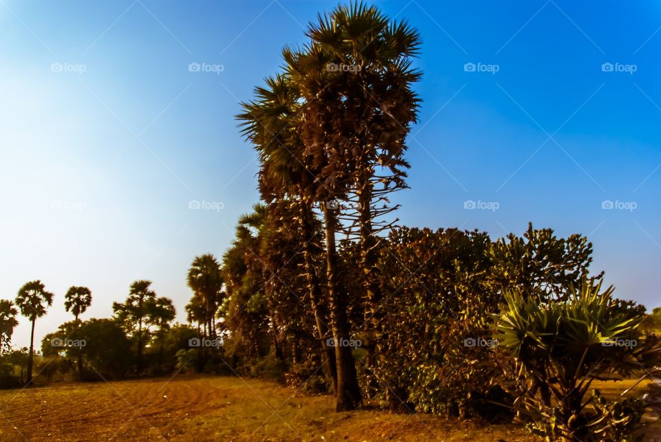 palm trees landscape 