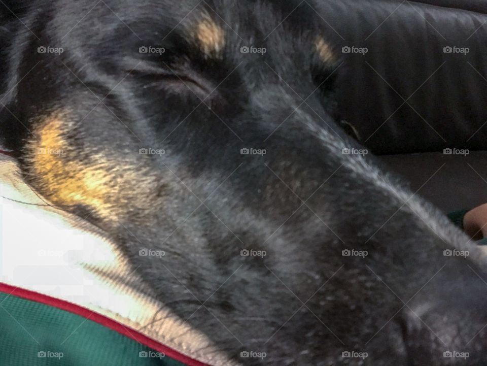 Sleeping beauty ....a good dog life for a previously rescued puppy ...now 5 years old. 