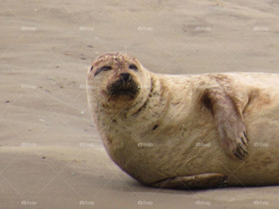 Happy seal