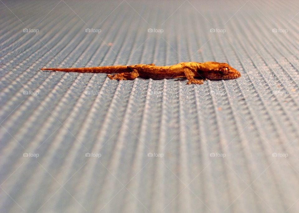 Gecko 