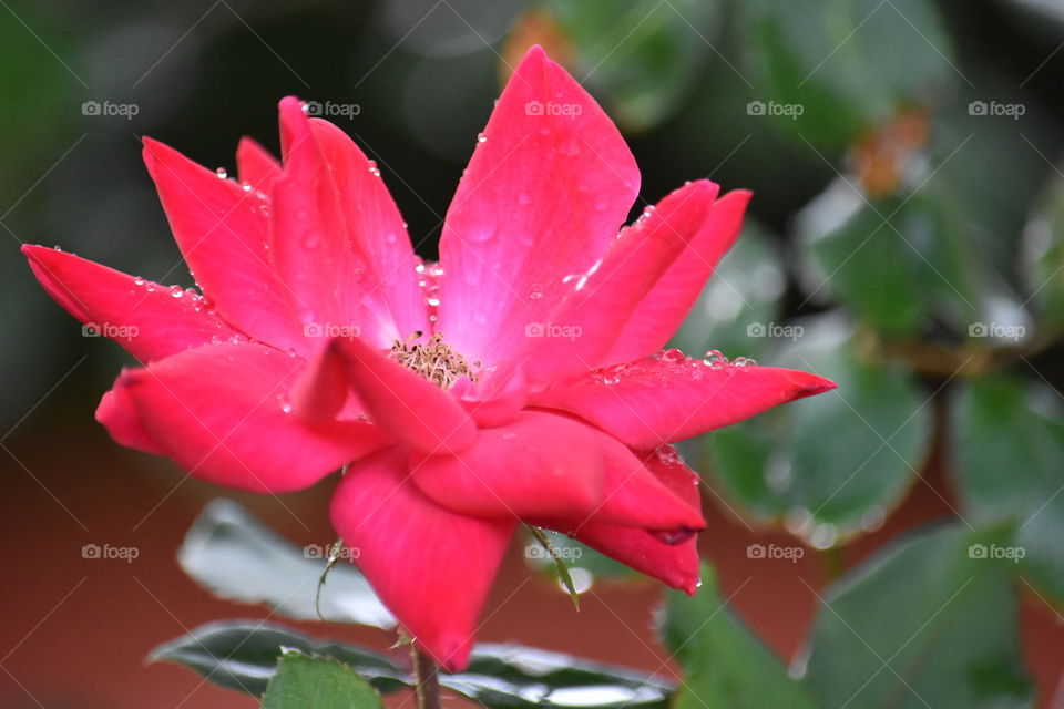 My Garden Is Gorgeous 