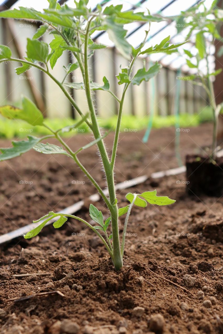 Plant Plants to Celebrate Earth Day