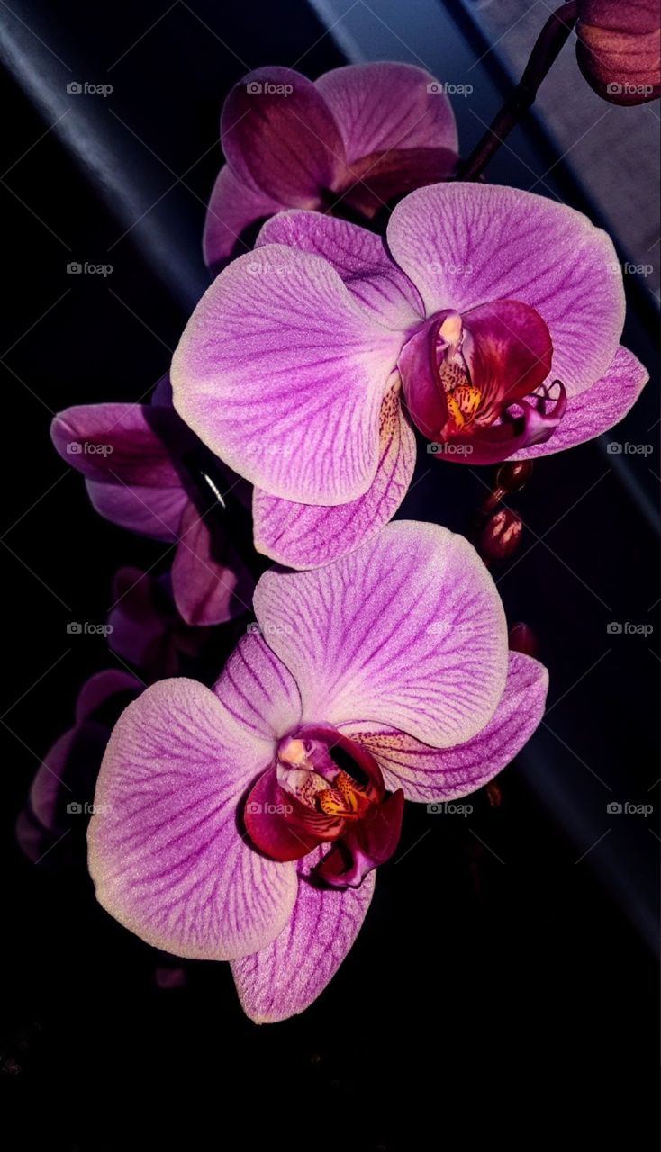 Gorgeous purple orchid flowers with texture