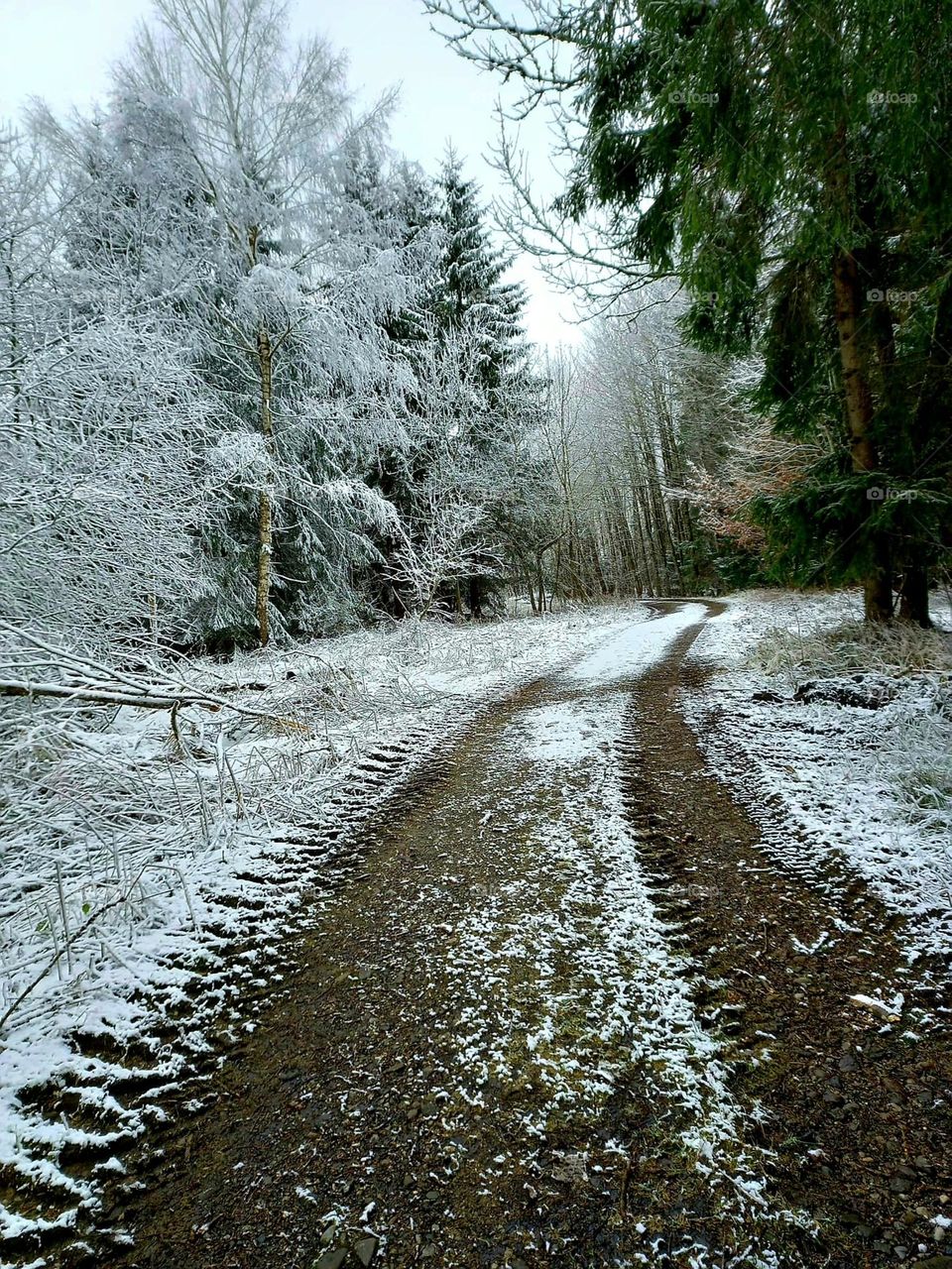 Walk Through a Snowy Wood