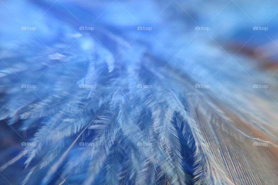 Blue Feathers Close up