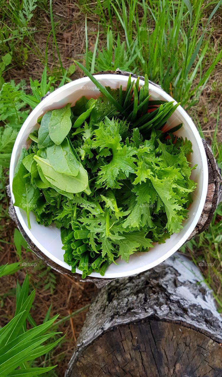 свежая зелень, вкусный салат, дары лета