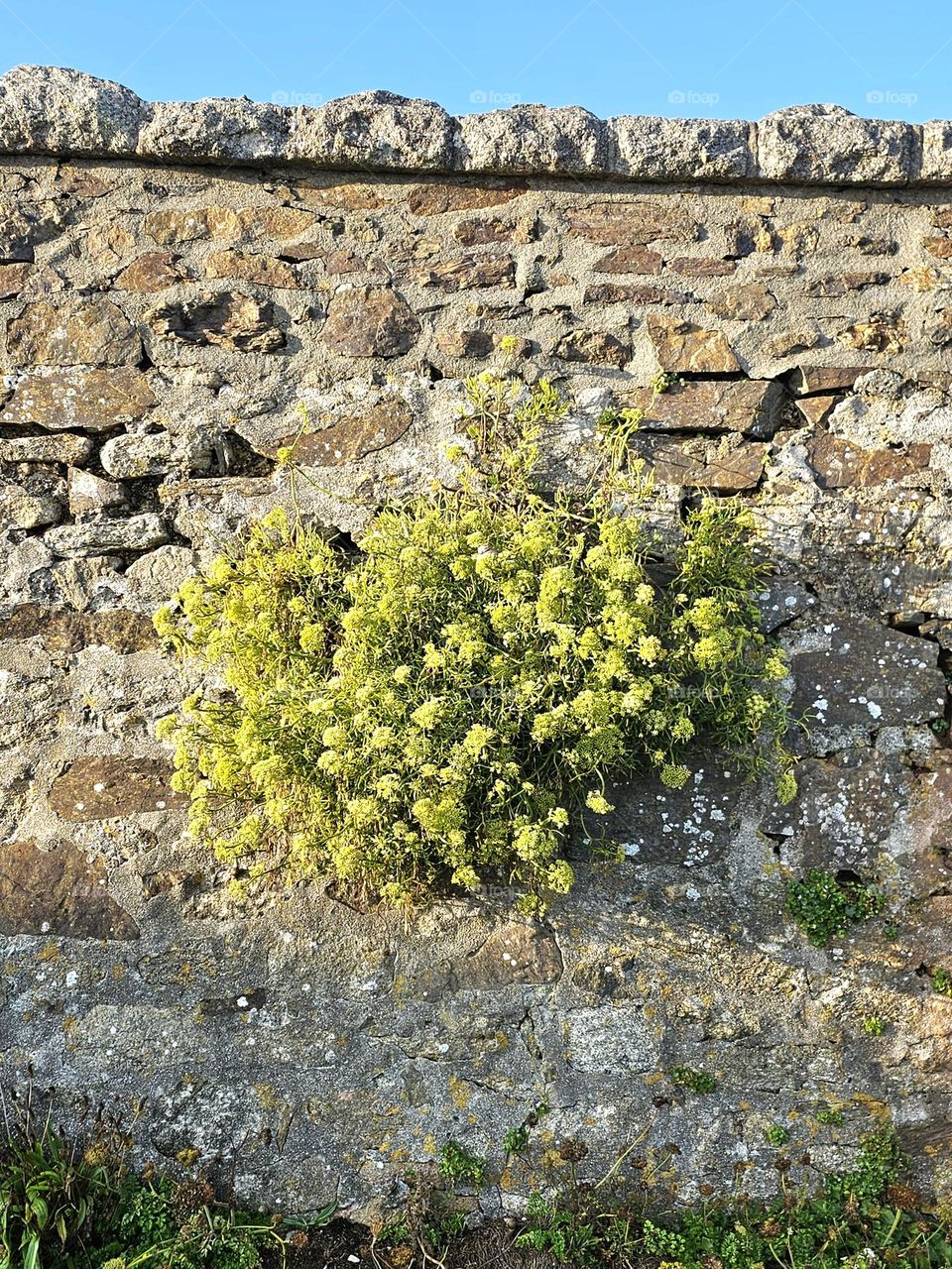 plant on a wall