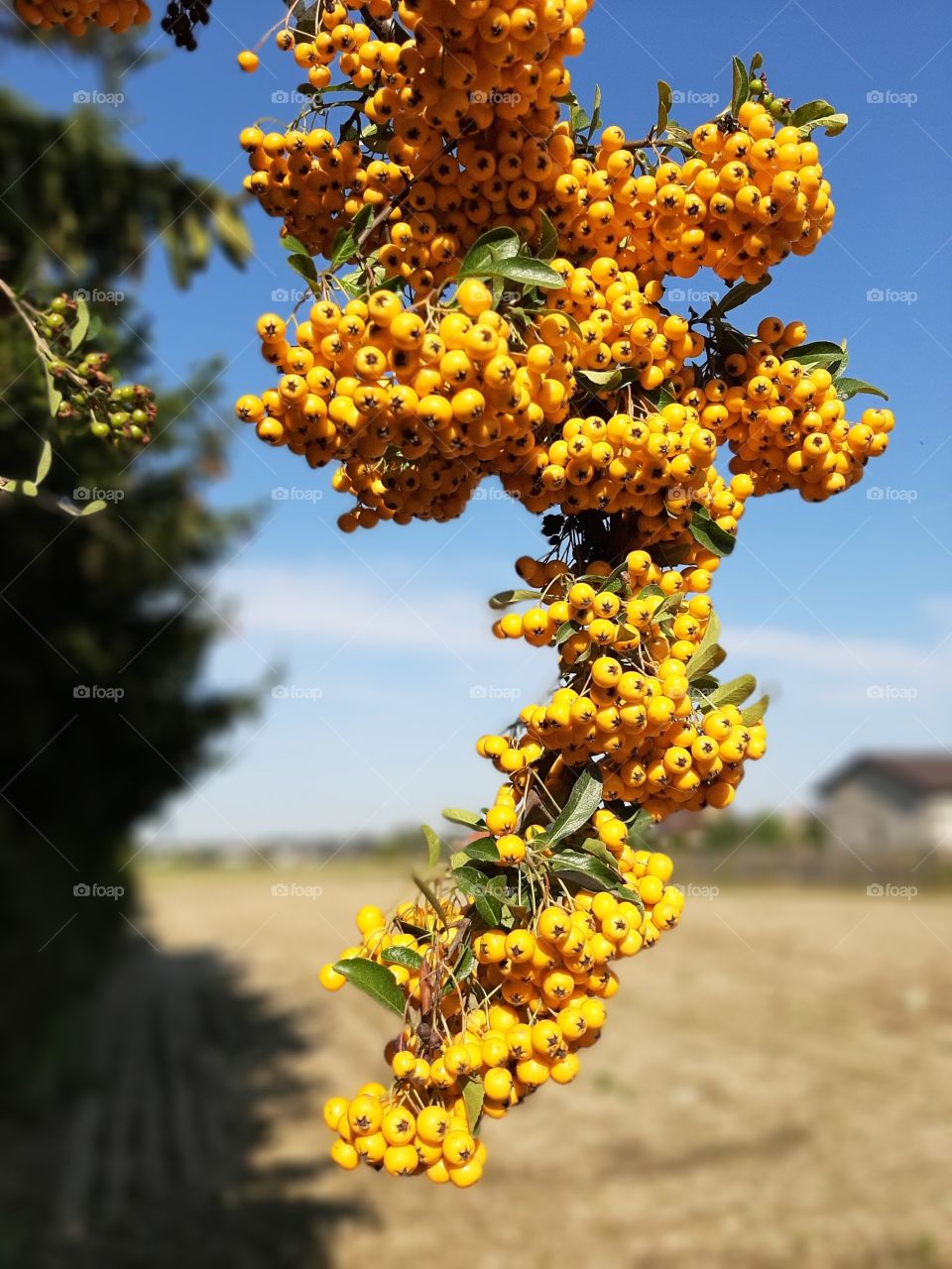 yellow hawthorn on the fields