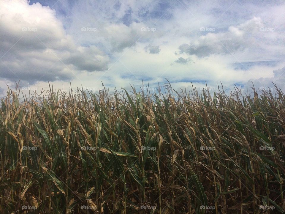Late Summer Corn