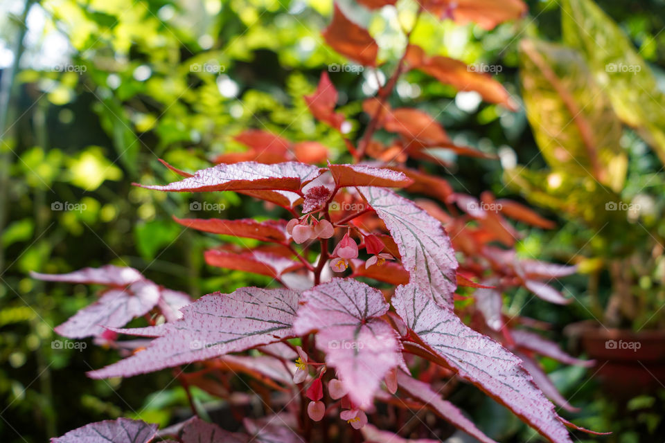 Portraits of a plant 