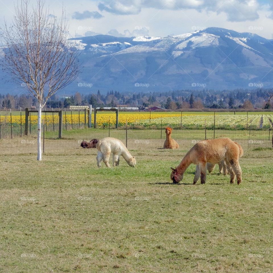 Alpaca Farm with Cascade Mountains