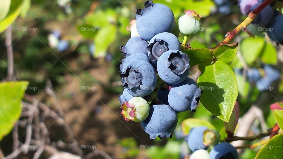 backyard blueberries