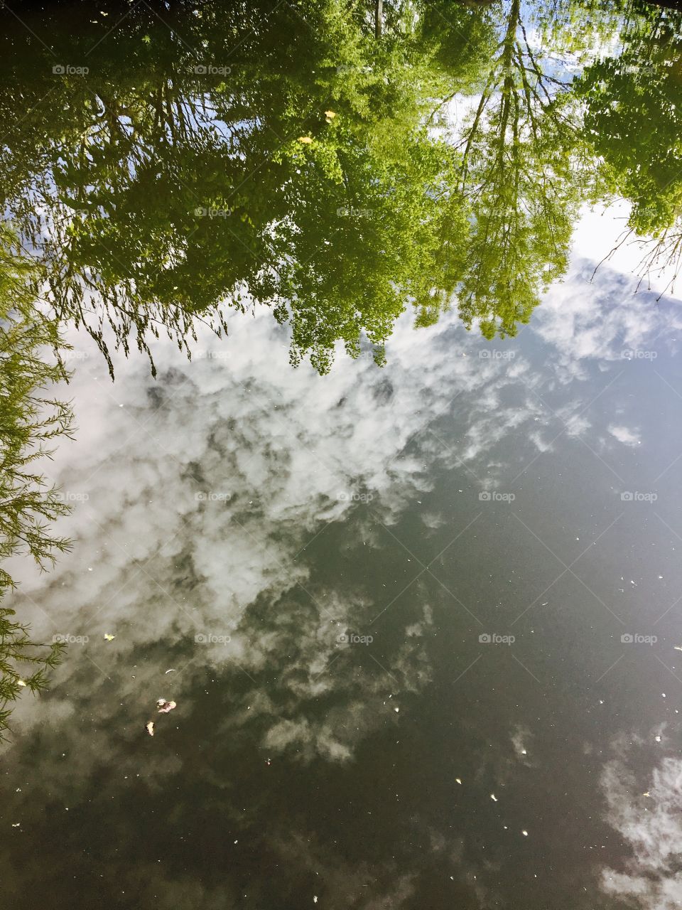 Reflection in water