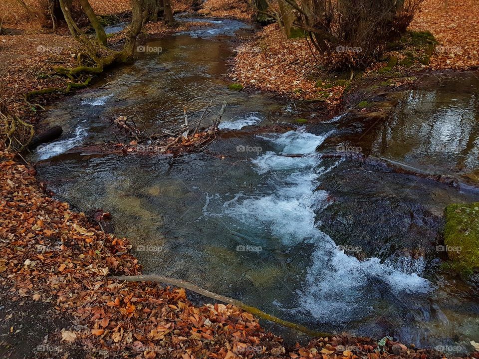 High angle view of stream in forest