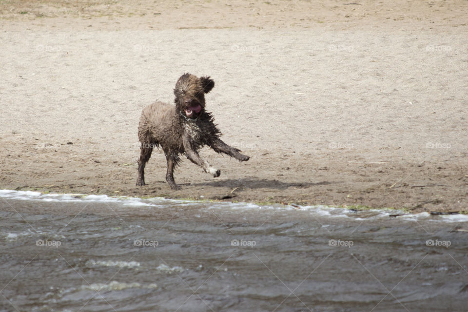 Happy brown dog running on a sandy beach .
Glad brun hund springer på sandstrand 