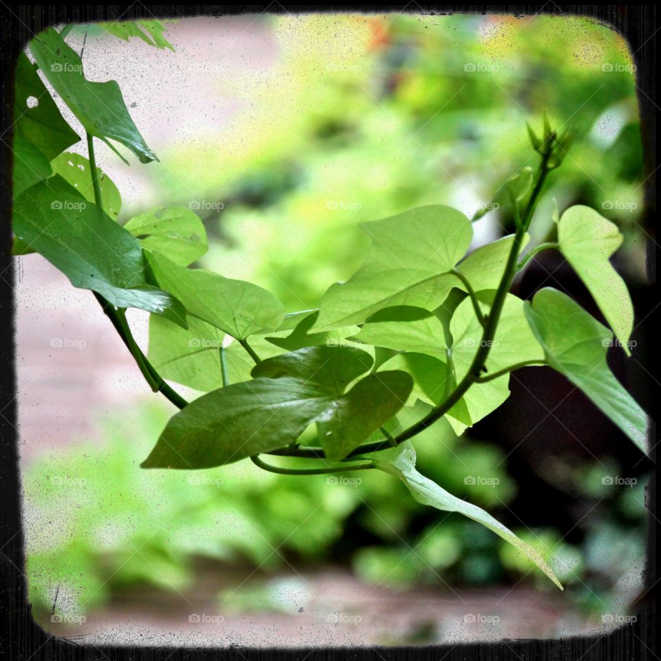 Sweet potato vine closeup