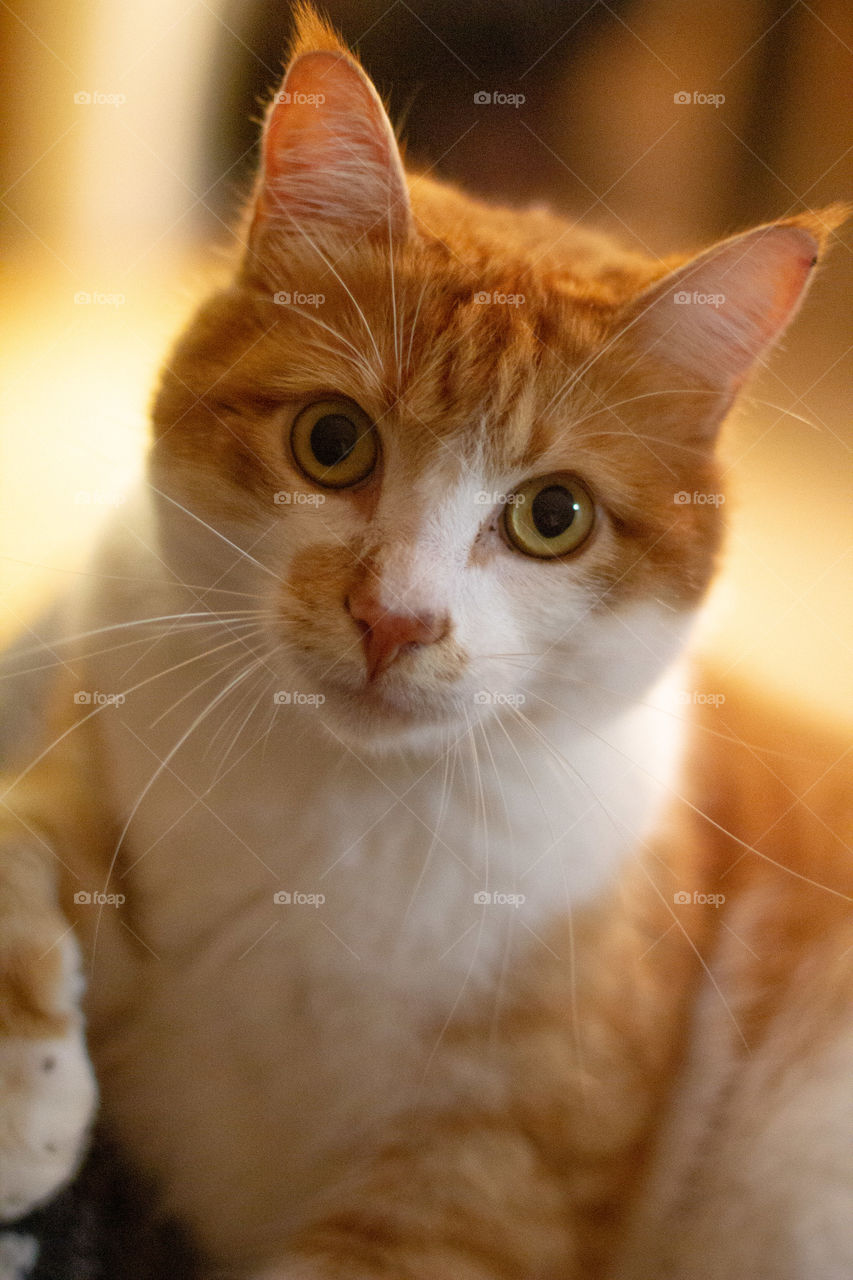 Orange tabby cat looking at camera cuddled up inside with soft light and no person 