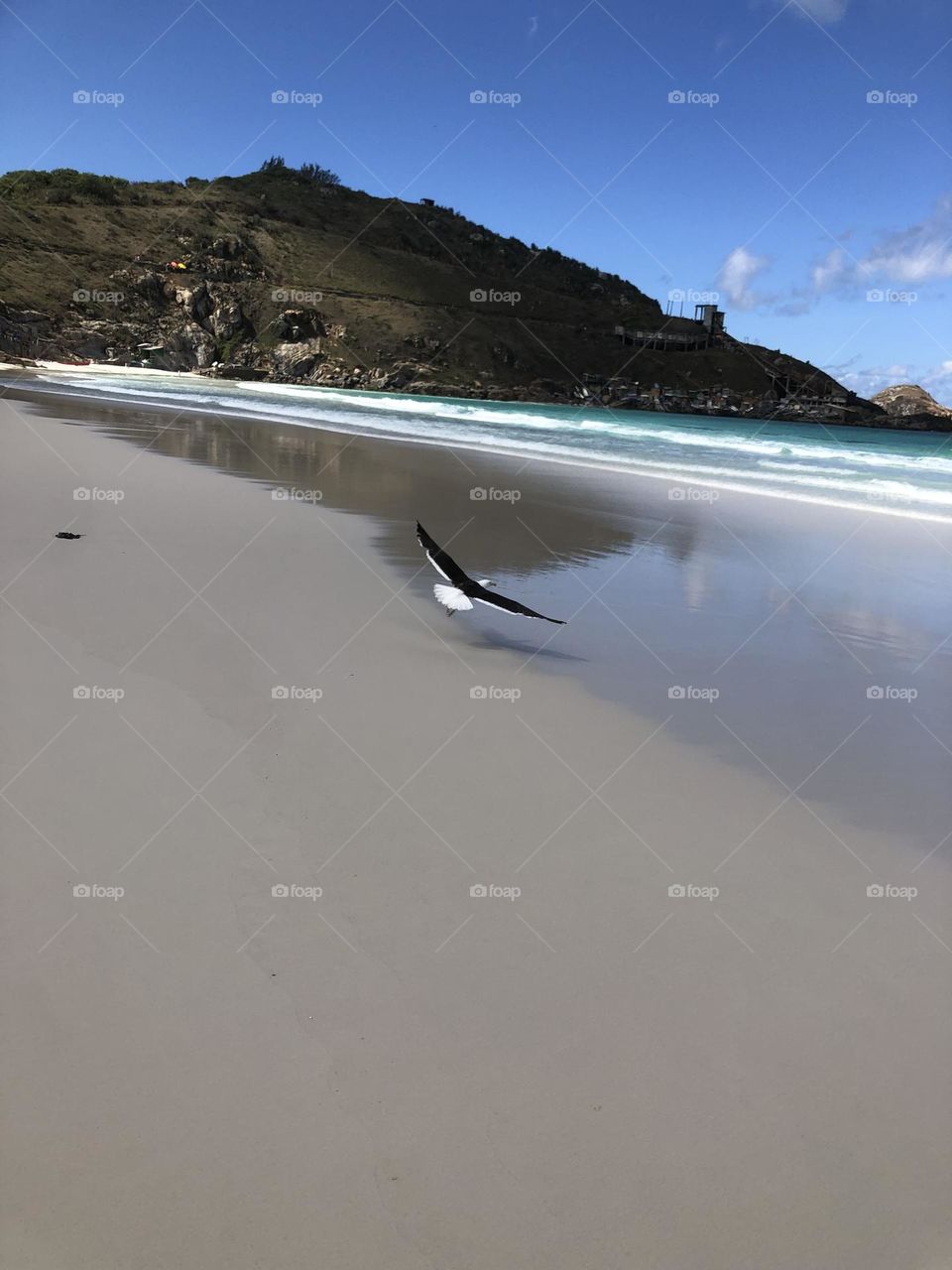 Gaivota. Praia Grande. Arraial do Cabo. RJ. Brasil.