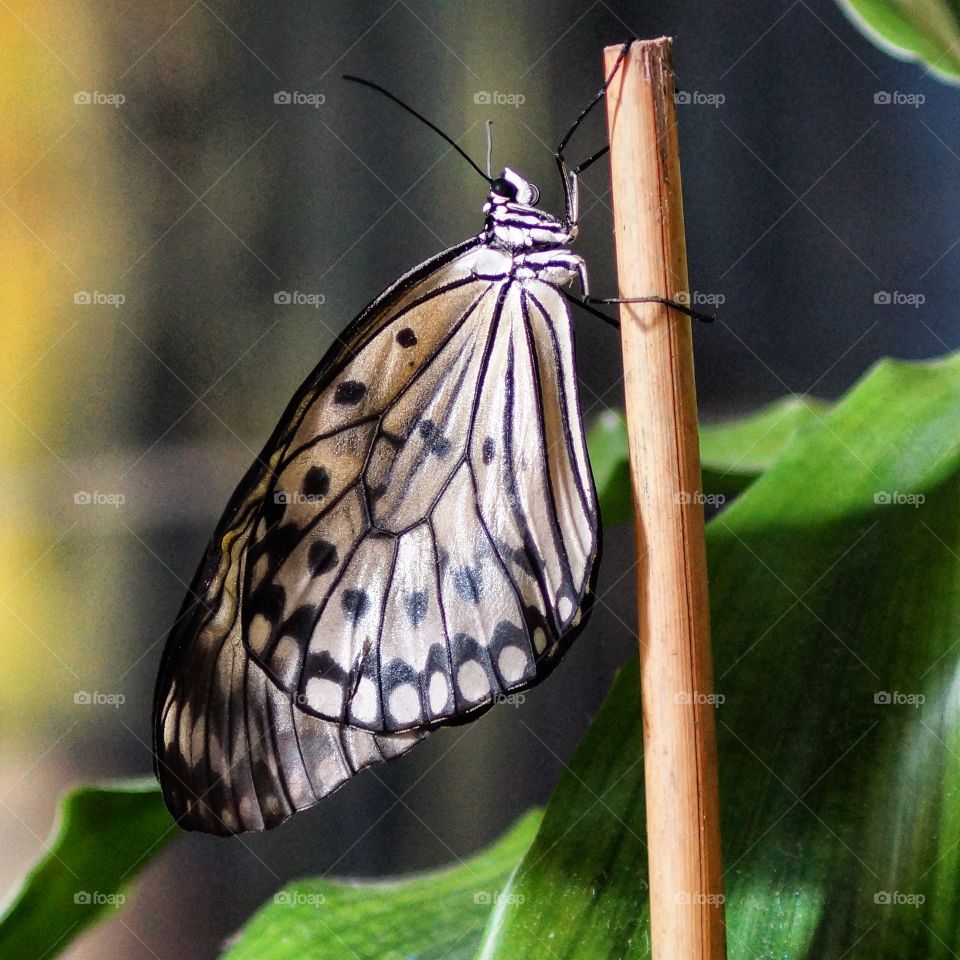 Edited Sideview Butterfly
