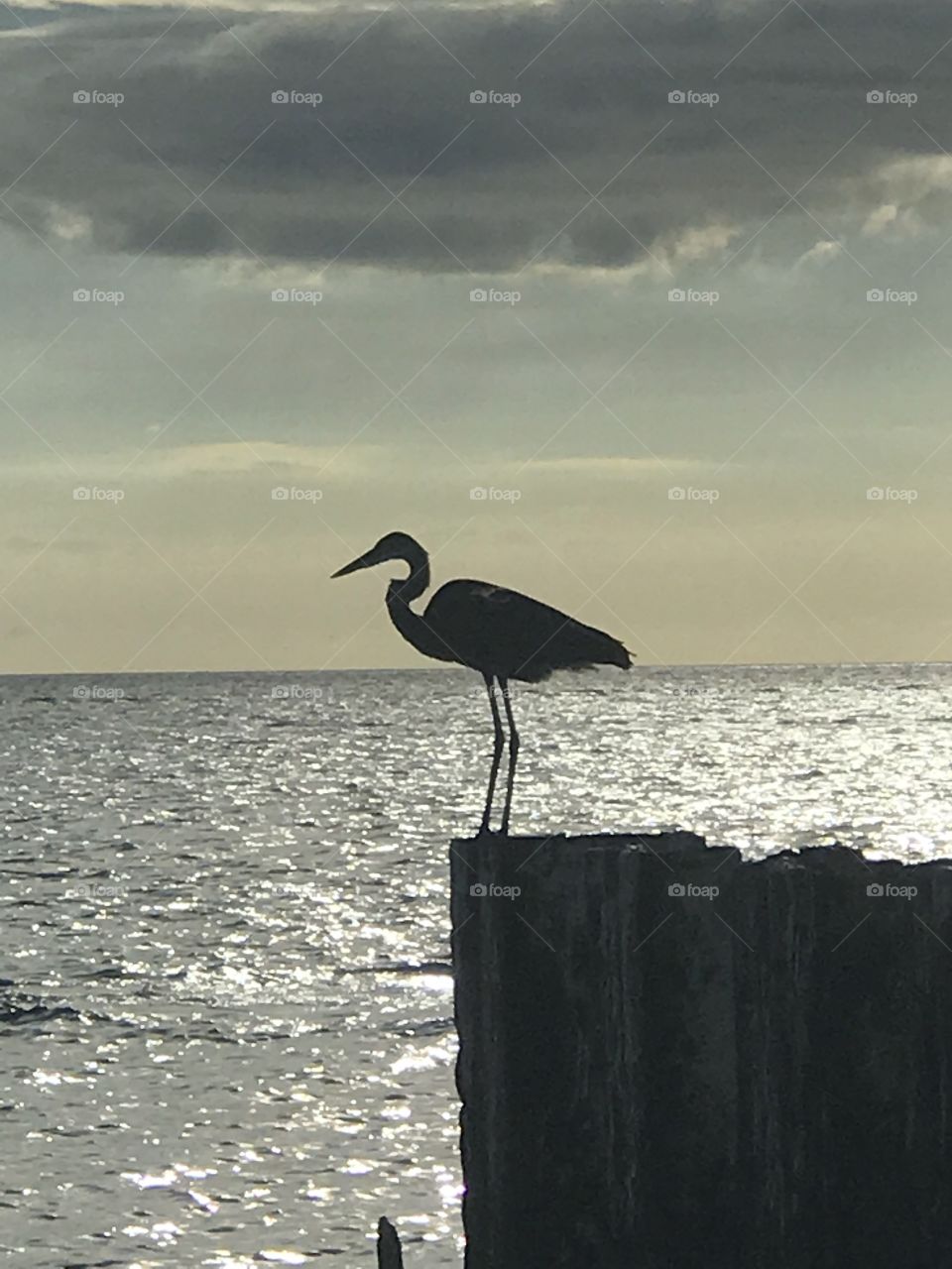 Silhouettes and shadows