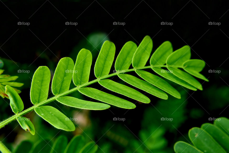 Gracious Green of Tamarind.