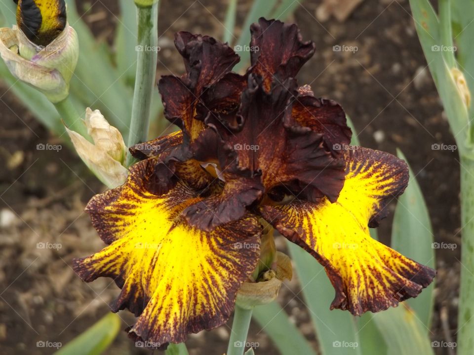 Iris