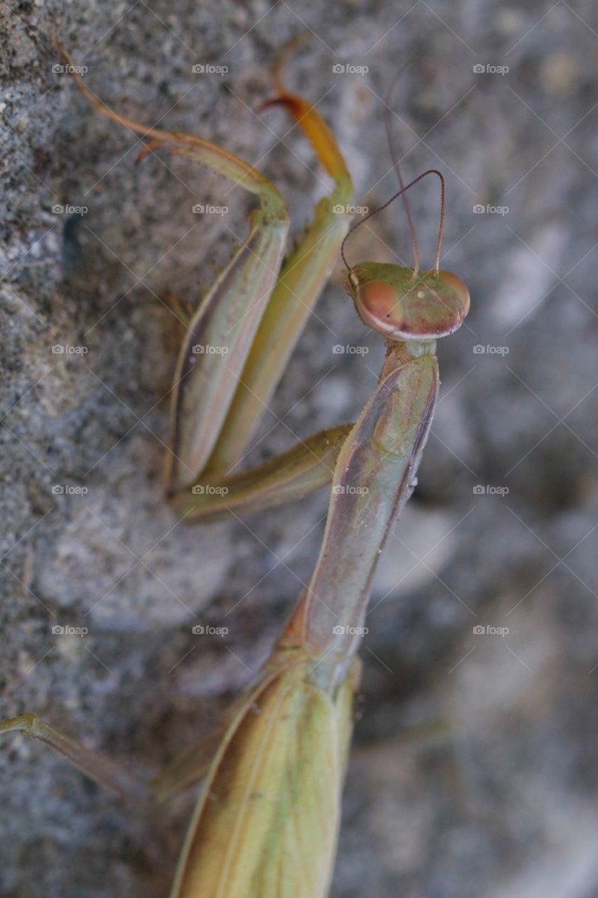 Mantis close-up