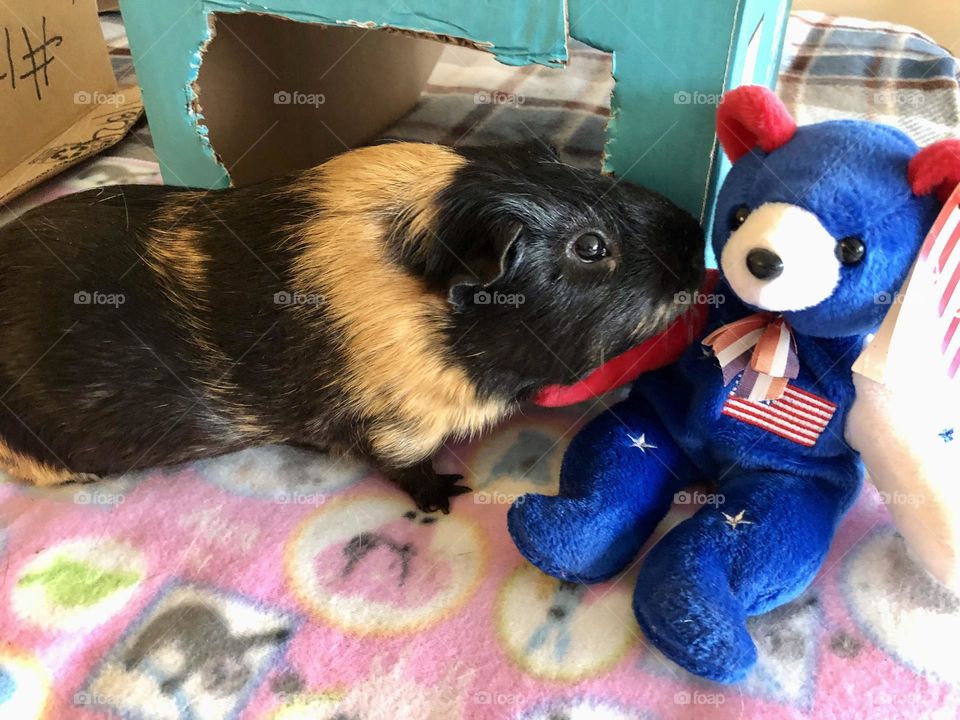 Rocky checking out Patriotic toy bear / happy 4 th of July 🇺🇸
