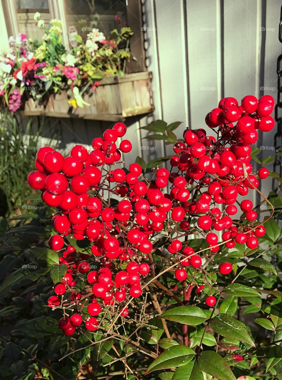 Red berries 