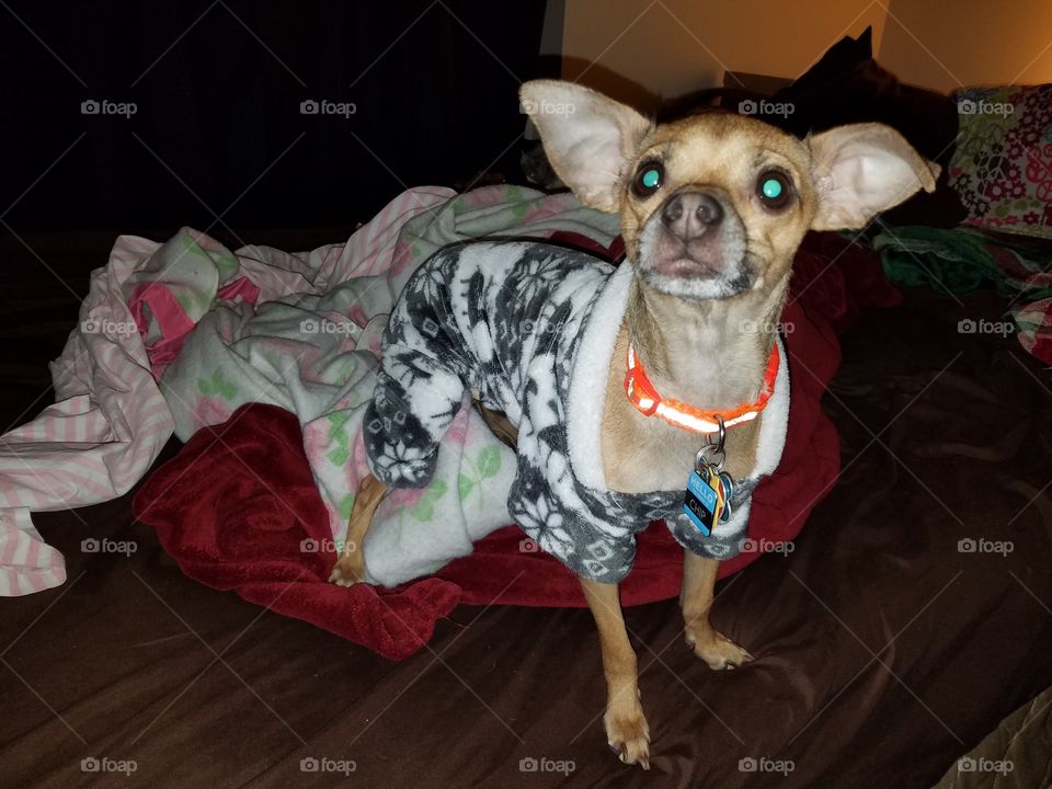 chihuahua in fleece